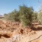يوجد لدينا جميع انواع الزيتون المثمر لتواصل علا