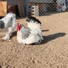 بيض براهما كولبي
