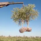 يوجد لدينا جميع انواع الزيتون المثمر لتواصل علا