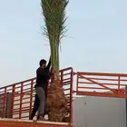 نخل مثمر للبيع موصل للموقع