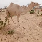 ناقه سوادنيه لقحه