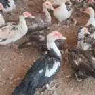 بط مسكوفي أحجام طيبه العدد 40 حبه تقريبا منتج