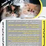 حاليا بالجبيل الصناعية العناية بالقطط