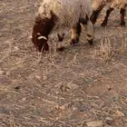 بهم خرفان برية نعيمي