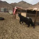 فحل للبيييع.