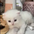 قطه صغيره للبيع