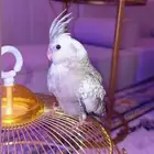 طير كوكتيل هولندي للبدل