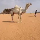 للبيع وضحاء وشعلا كفوو