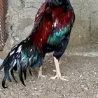 طقم باكستاني شرورة