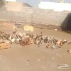 للبيع 100 حبه دجاج