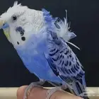 مطلوب فرخ بادجي هوقو