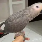 كاسكو مفقود في مكة حي التنعيم - مكافأة لمن يجده