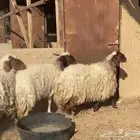 نعيم دفيع حصيب جروم فاخره