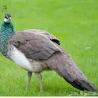 انثى طاؤس طاووس مفقوده