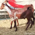 تيوس محايليه