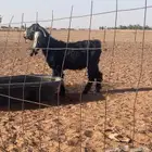 فحل عارضي