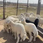 ذبيحتك لبيتك حري فاخر من الاخر