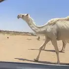 خفوت للبيع