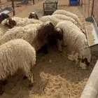 رخال طيبه مغلقه العمار 8 شهور و العدد 9 و الطلي العاشر