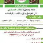 عرض شتلات بريال ونصف (جمله) عبدالعزيز السلطان