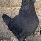 طبات كنق حجم ومستوى وسط