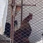 ديك بلدي شرط اذان وضراب