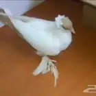انثى بالوني