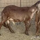 طلي درماني فاخر