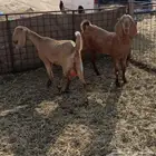 معزا مضاريع