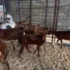 جفار دهم تاسيس مراح