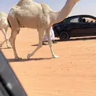 للبيع قعود كفو