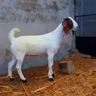 جفره هجين كلهاري تم البيع