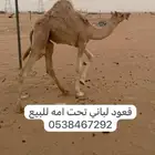 قعود لباني