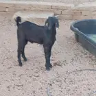 تيس لباني تم البيع