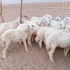 طليان حري 17 رأس 4رخال 13طليان لتواصل