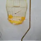 اقفاص طيور