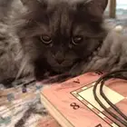 قط للتبني