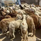 سواكني تربيه العدد 66 راس