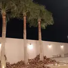 نخل واشنطن للبيع بجميع مقاساته