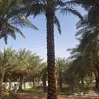 زيتون ونخيل