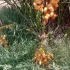 نخل القصيم المثمرة