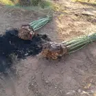 يوجد لدينا جميع انواع النخيل المثمر