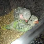 فرخ دره هنديه عمرها ثلاث اسابيع ب 350 للحبه تربيه غر