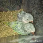 فرخ دره هنديه الحبه ب 350 عمرها ثلاث اسابيع