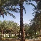 زيتون ونخل عربي واشنطني