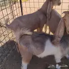 للبيع تيوس طيبات