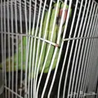 دره هنديه كبيره اليفه دره هنديه صغير اليفه بلبل حساوي الليف