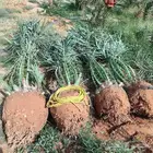 يوجد لدينا جميع انواع النخيل