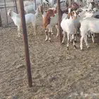 تيوس بلديه