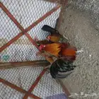 دجاج بلدي شرط حضان
